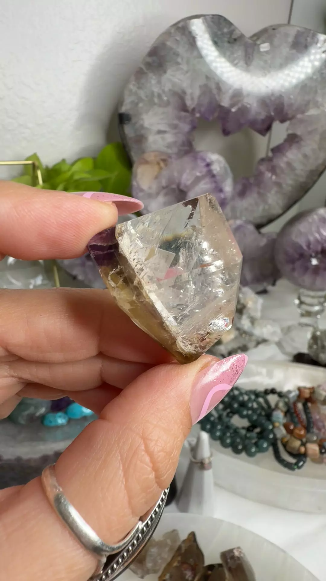 plant/dream coat 23-0