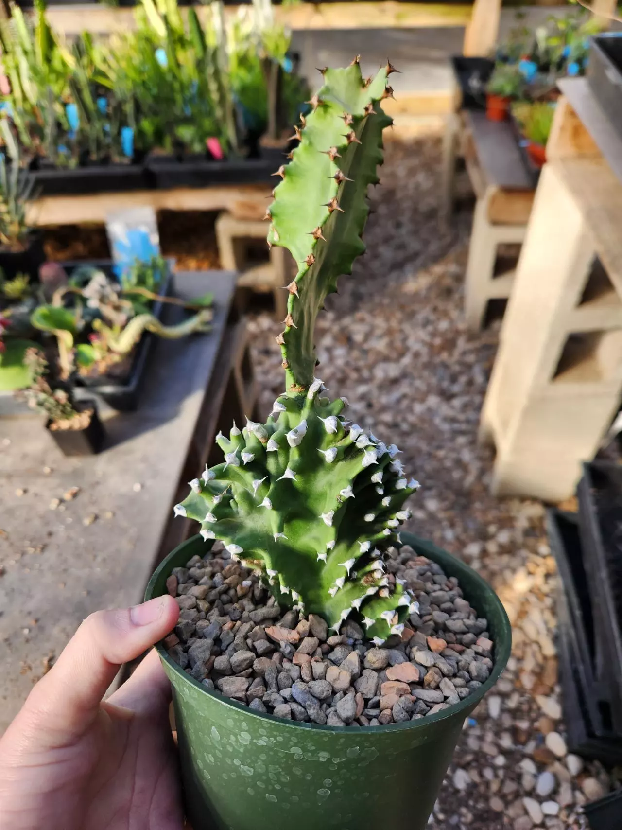 plant/Euphorbia ammak crest-0