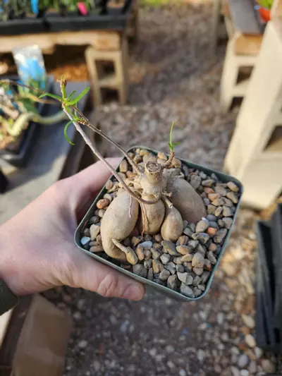 plant/Euphorbia hedyotoides-0-thumbnail
