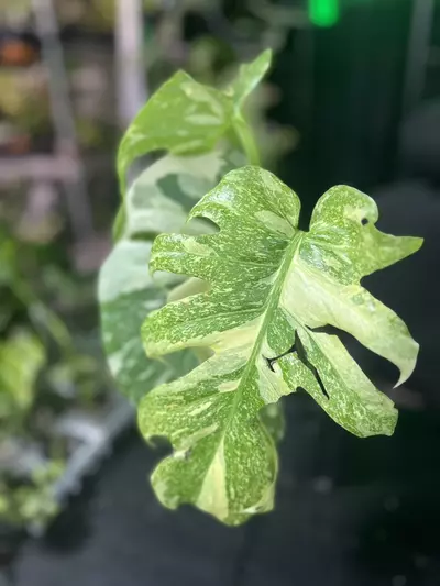 plant/Monstera Starlight-0-thumbnail