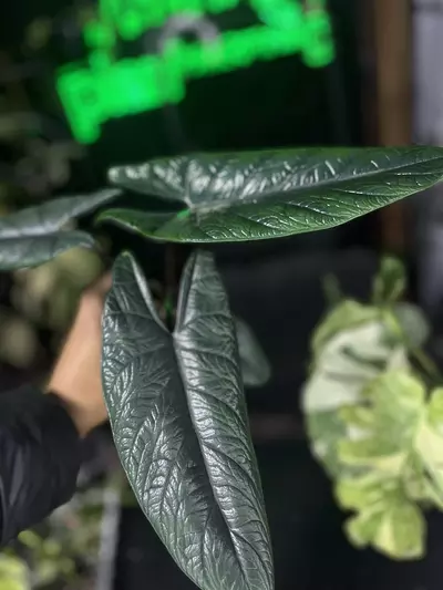 plant/Alocasia Scalprum-0-thumbnail