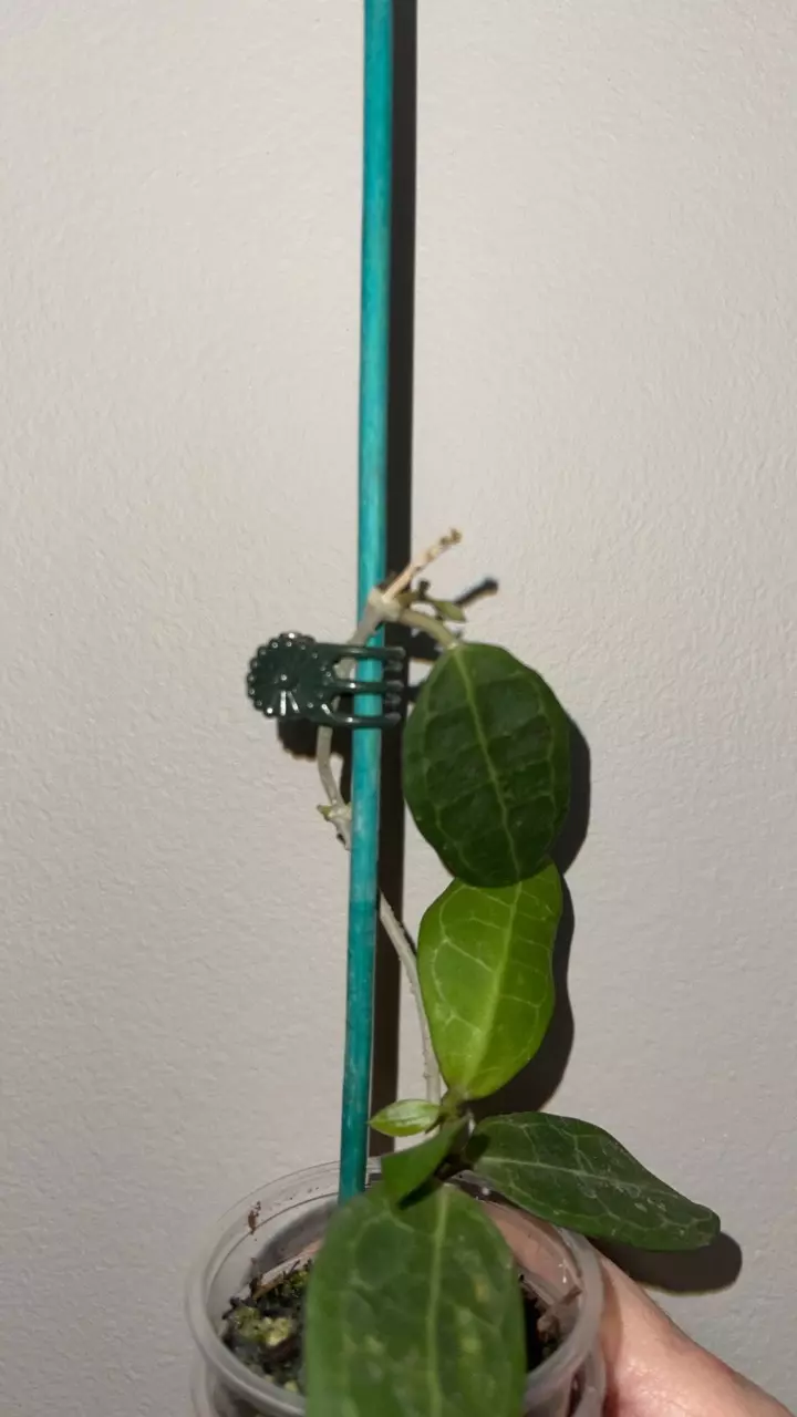 plant/79 Hoya Elliptica-1
