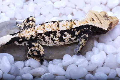 plant/Swarovski -RTB male out of Eternity x Logan-2-thumbnail