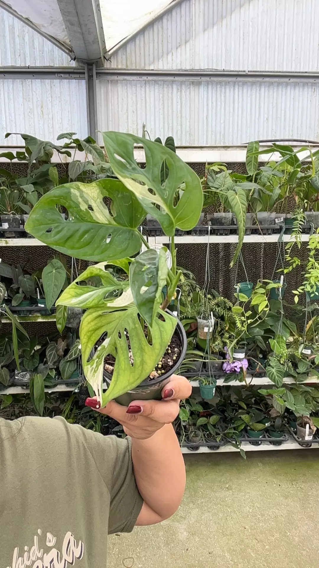 plant/e408 monstera adansonii var-0