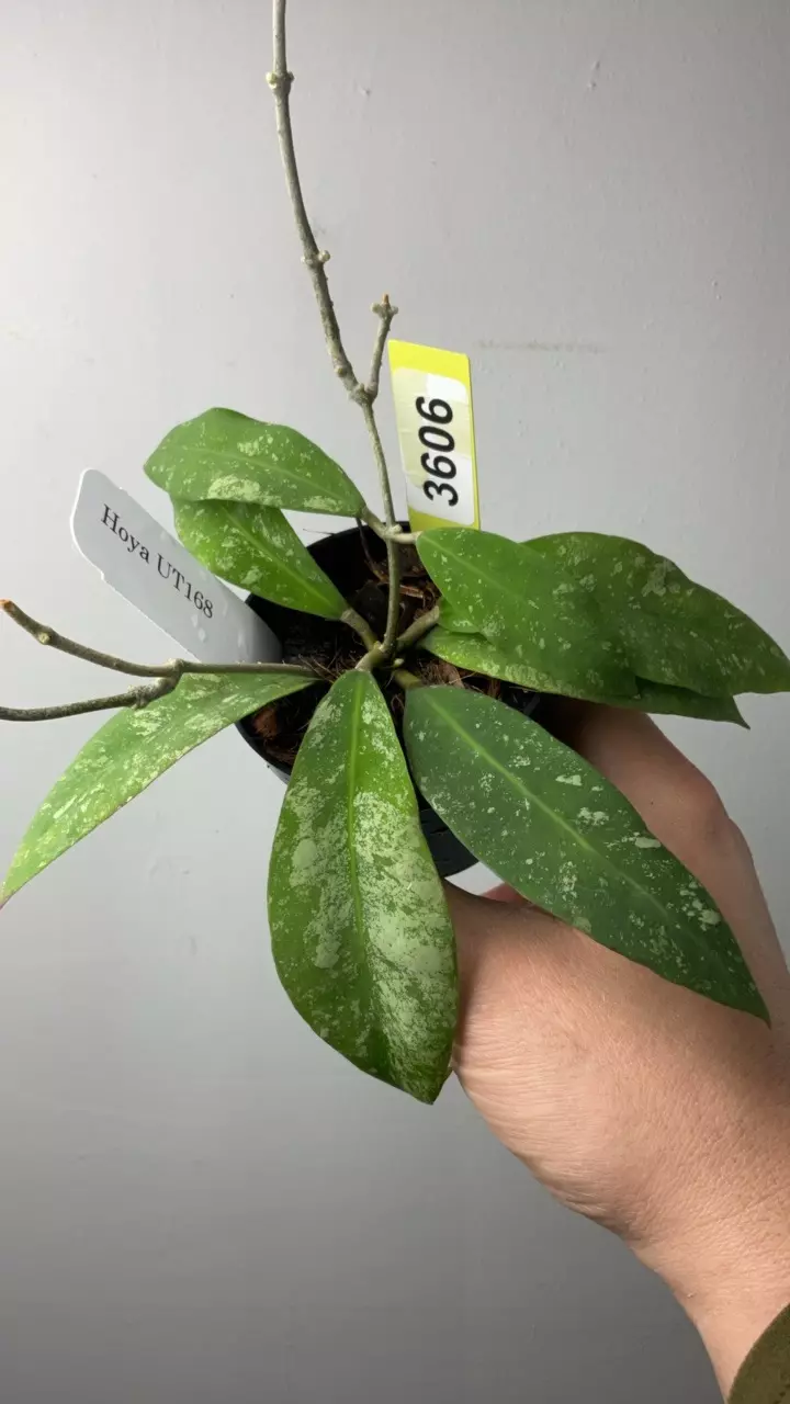 plant/3606 UT168 splash-0