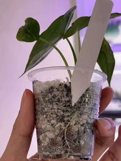 plant/Alocasia dragon breadth aurea var #69 discounted-2-thumbnail