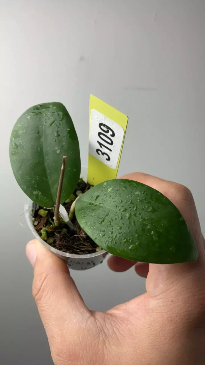 plant/3109 sp cianjur round-0