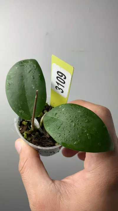 plant/3109 sp cianjur round-0-thumbnail