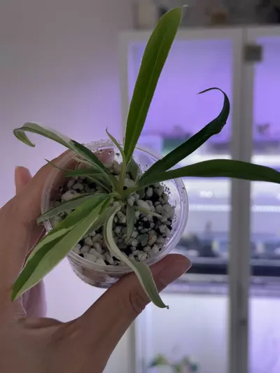 plant/philodendron Tortum albo #5-1-thumbnail