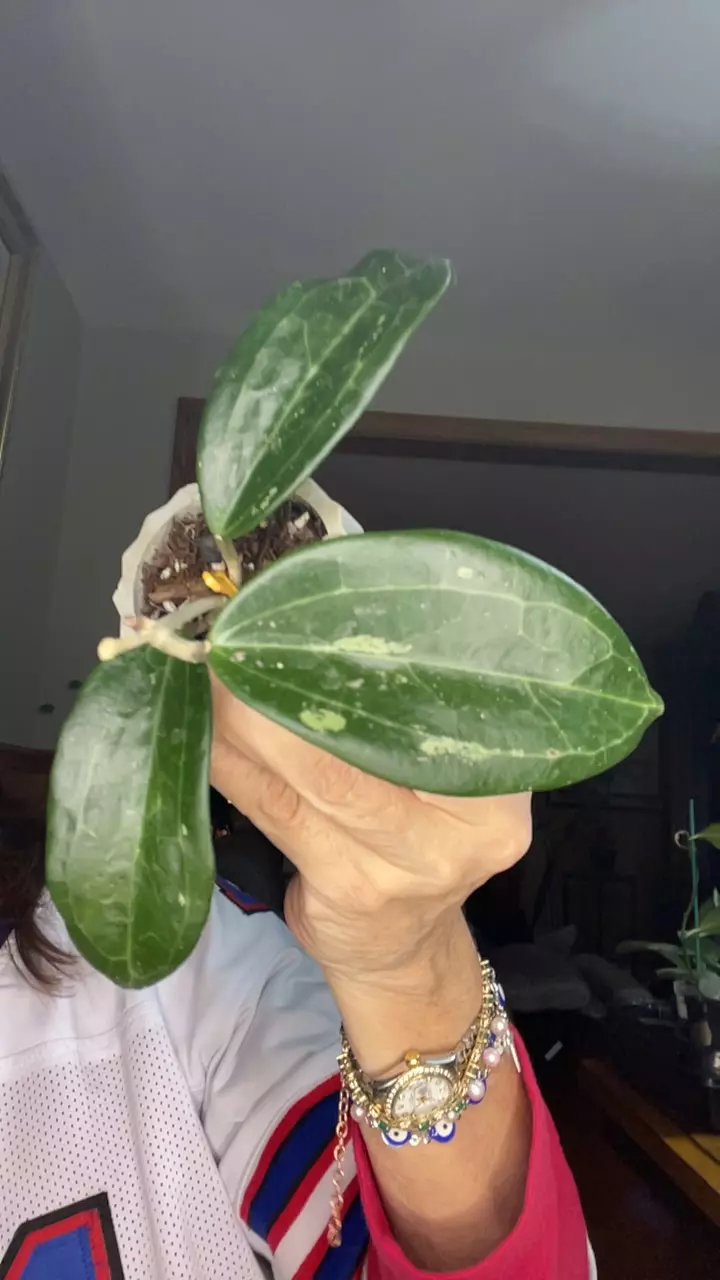 plant/Hoya clandestine-0