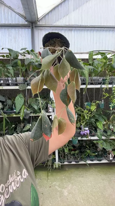 plant/e409 ceratostema pendens-0-thumbnail