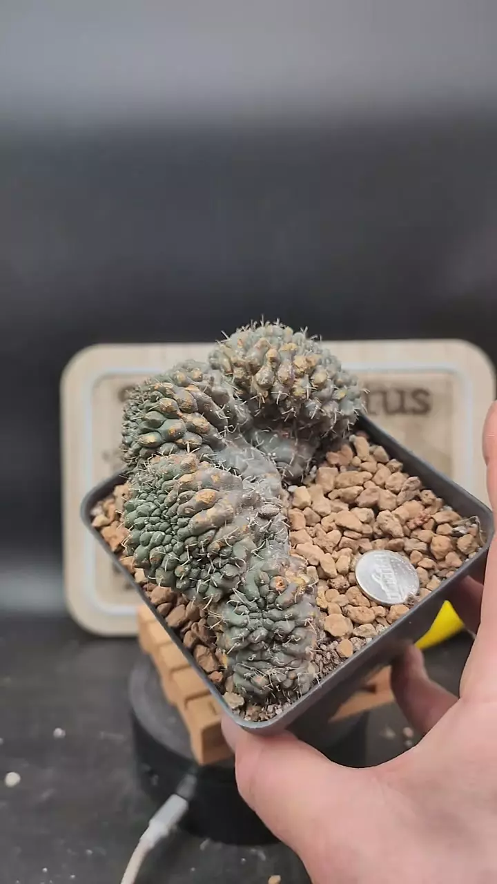 plant/m385 big Gymno baldi crest, 4" pot, some scars-0