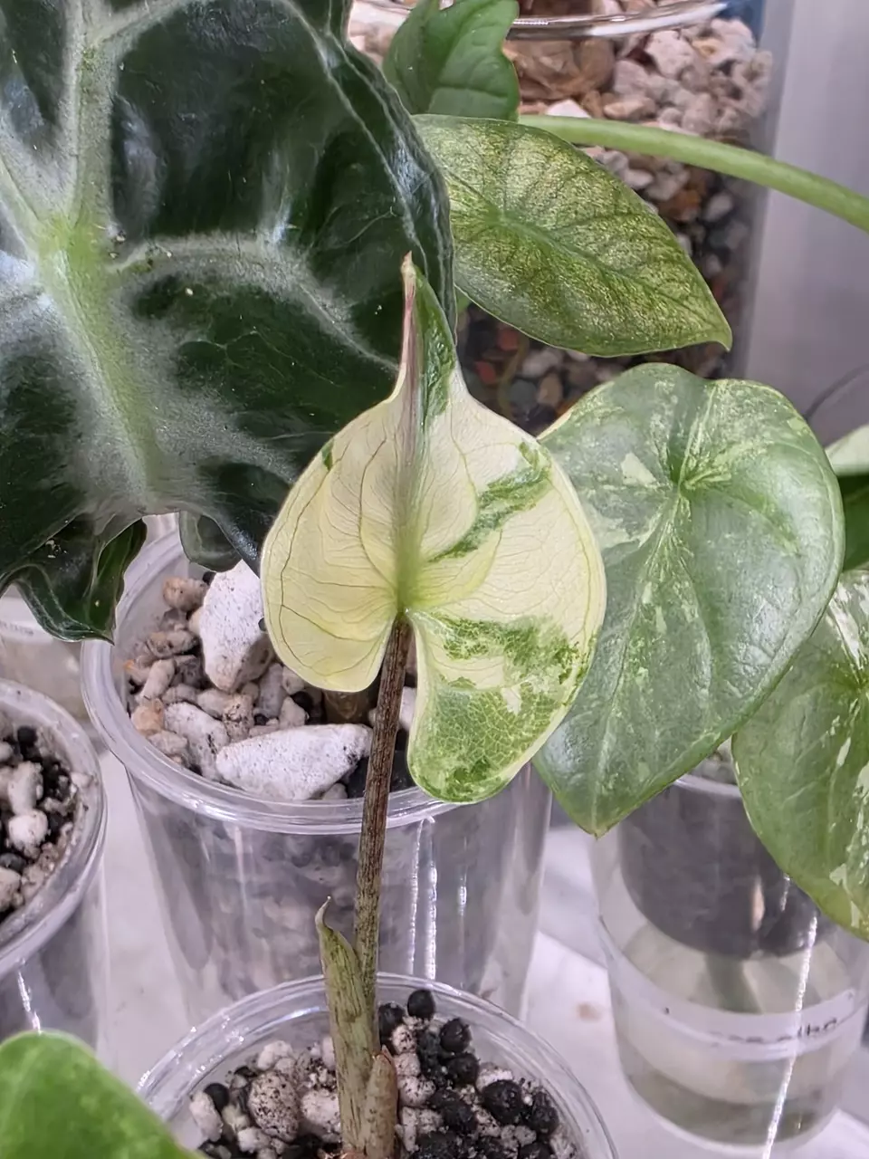 plant/Stingray Pink Albo CORM-1