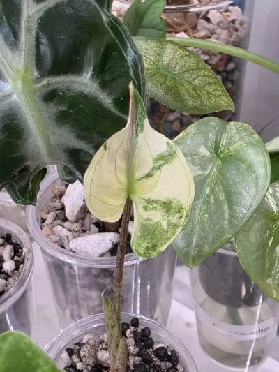 plant/Stingray Pink Albo CORM-1-thumbnail