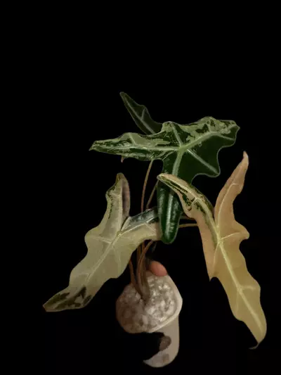 plant/Pink Nobilis CORM-1-thumbnail