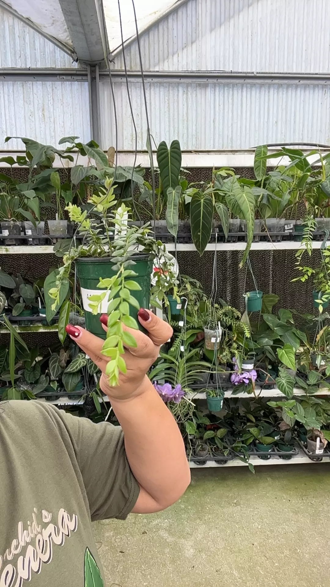 plant/a163 disterigma chriscanadayi-0