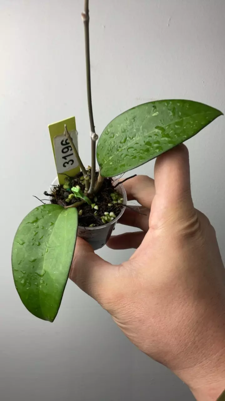 plant/3196 fusco marginata-0