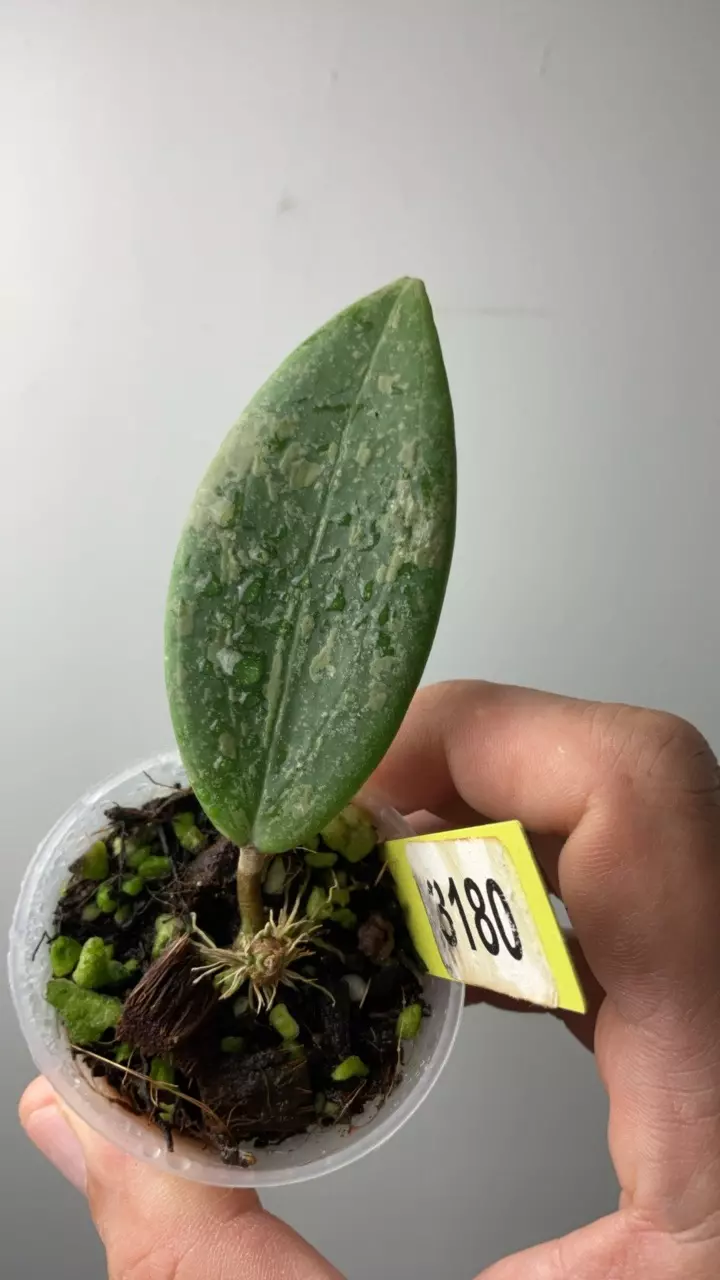 plant/3180 Wilbergiae splash-0