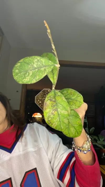 plant/ah 001-0-thumbnail