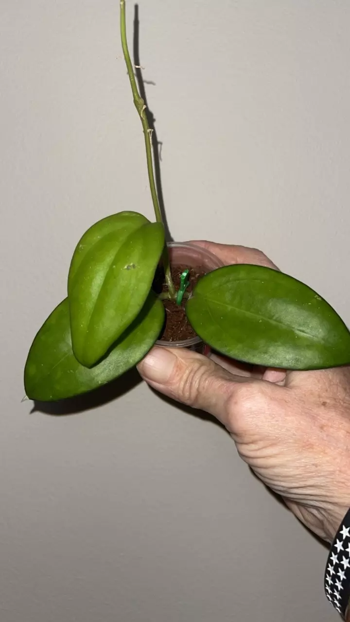 plant/83 Hoya cotton candy-0