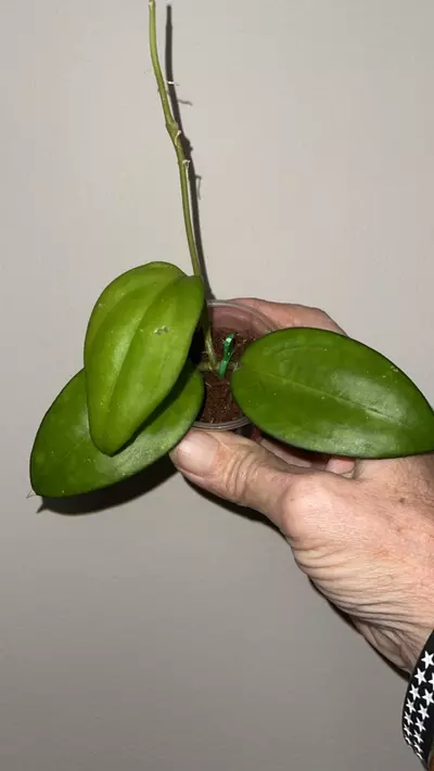 plant/83 Hoya cotton candy-0-thumbnail