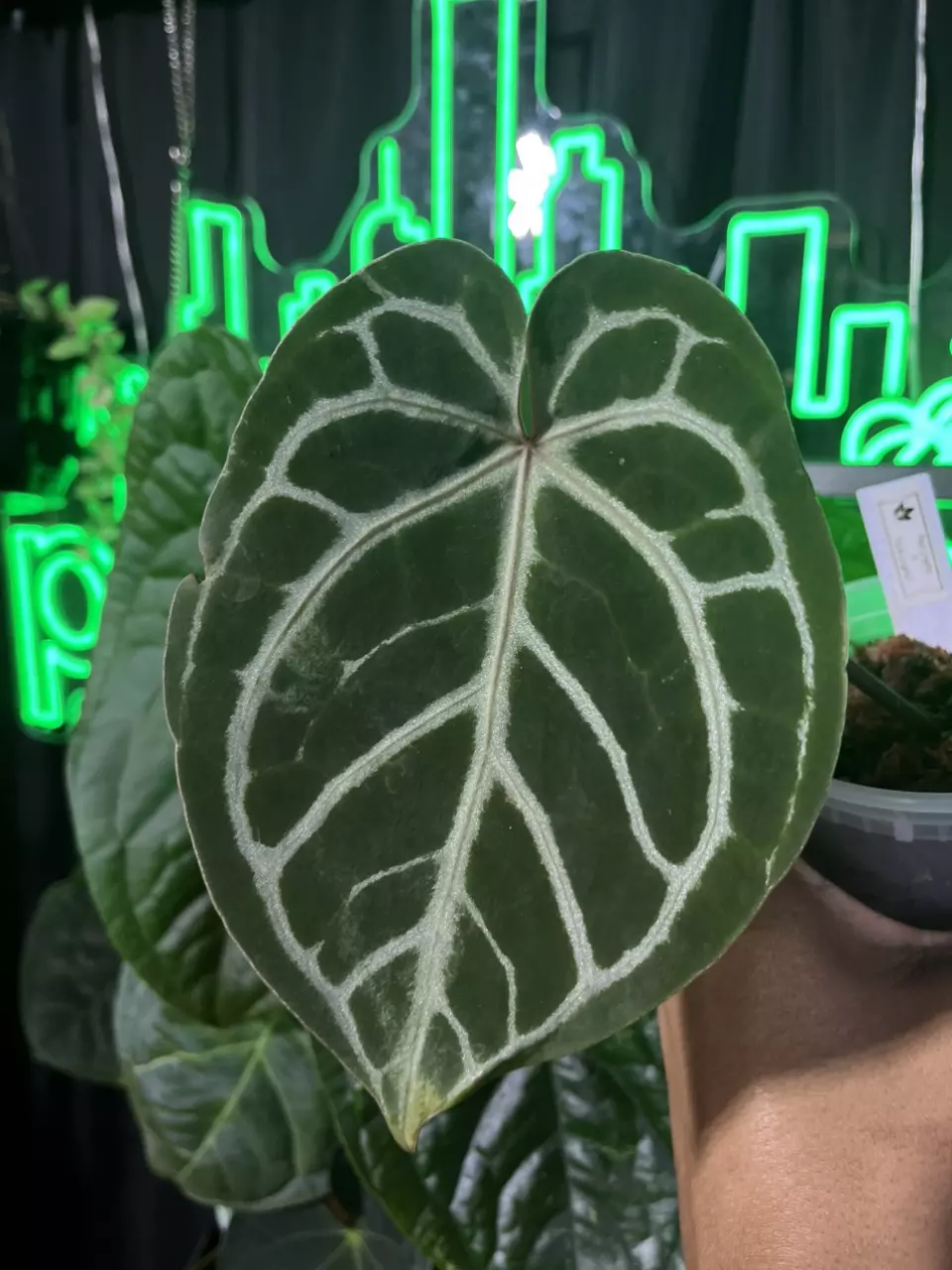 plant/Anthurium Red Crystal x Dark Crystal-0