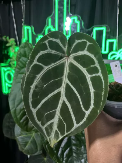 plant/Anthurium Red Crystal x Dark Crystal-0-thumbnail