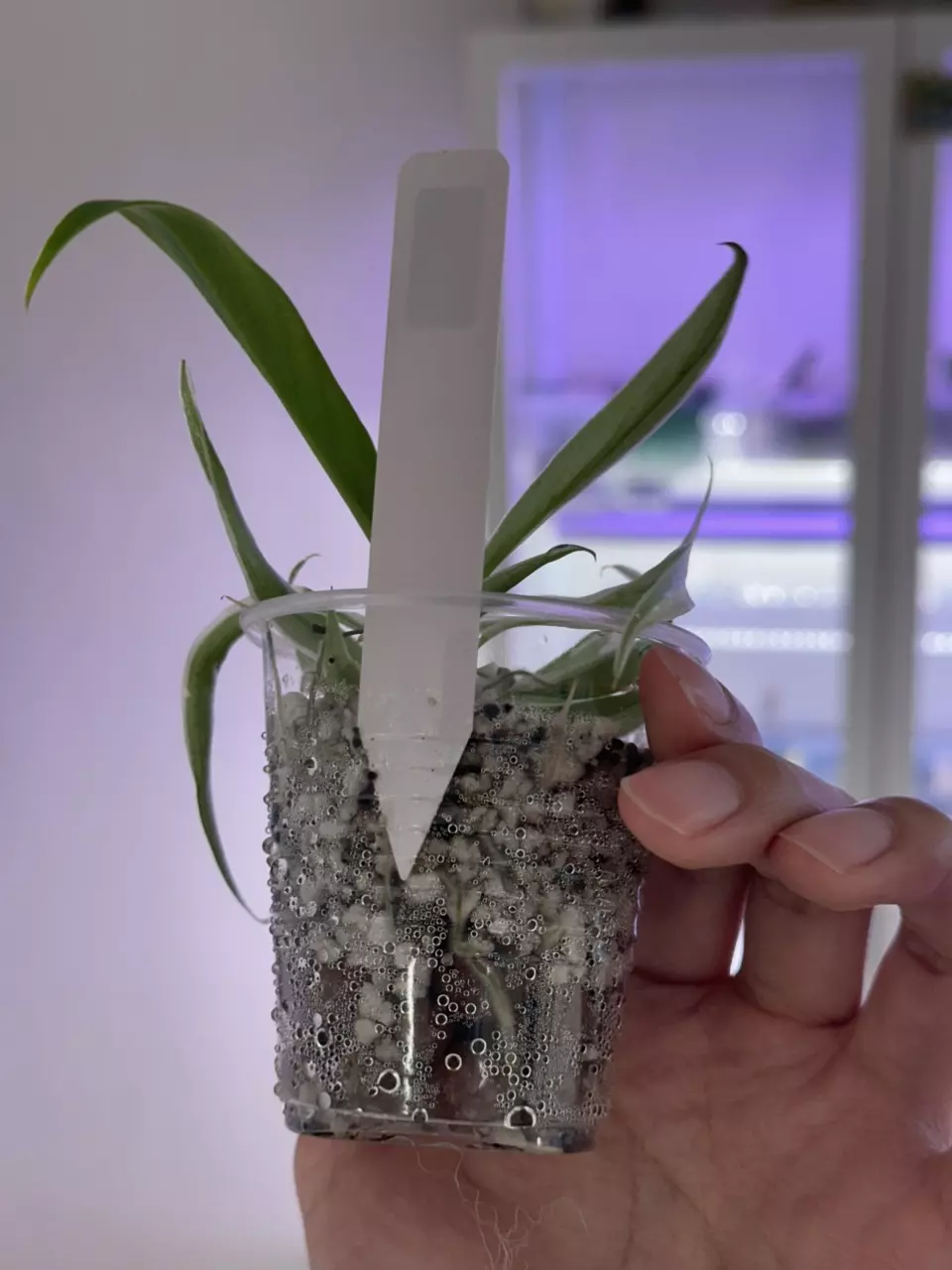 plant/philodendron Tortum albo #155 higher var-2