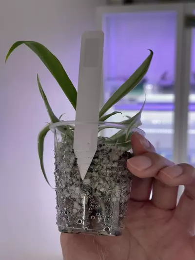 plant/philodendron Tortum albo #155 higher var-2-thumbnail