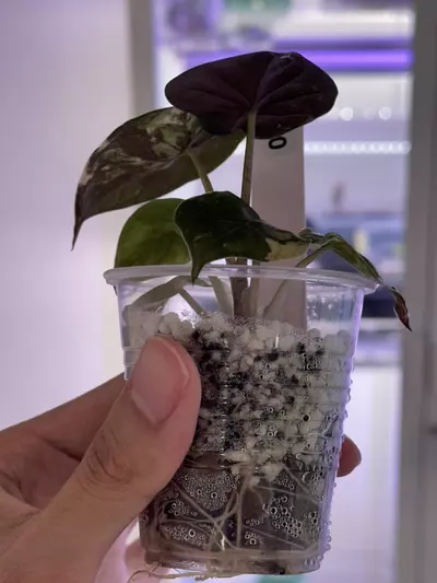 plant/Alocasia Wentii pink #255-2-thumbnail