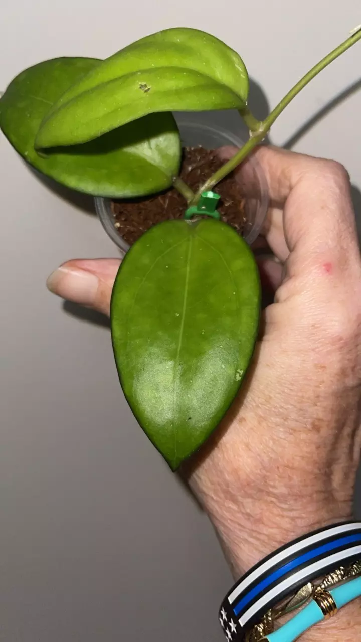 plant/83 Hoya cotton candy-1