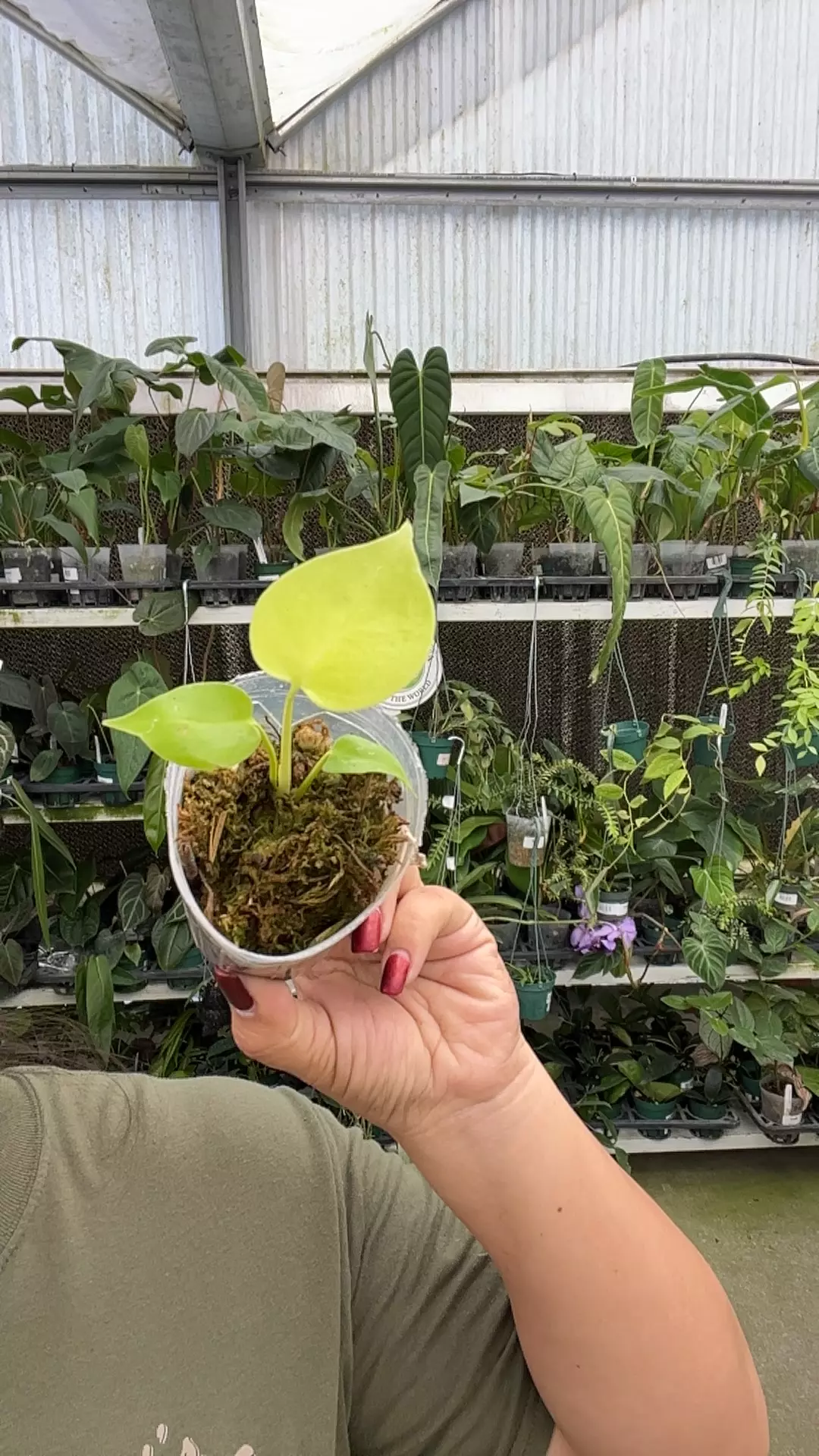 plant/e407 monstera lemon lime-0