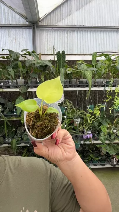 plant/e407 monstera lemon lime-0-thumbnail