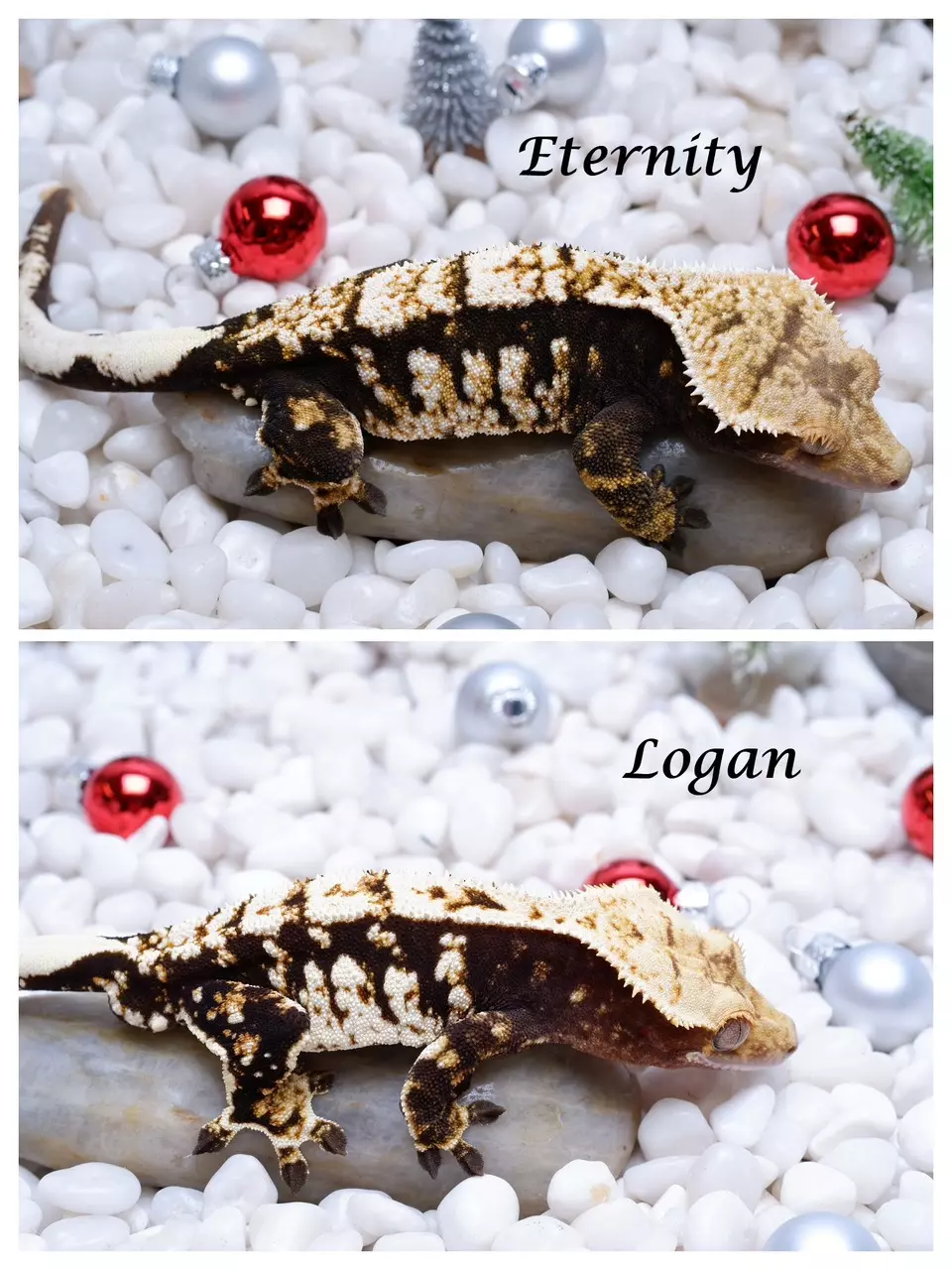 plant/Swarovski -RTB male out of Eternity x Logan-3