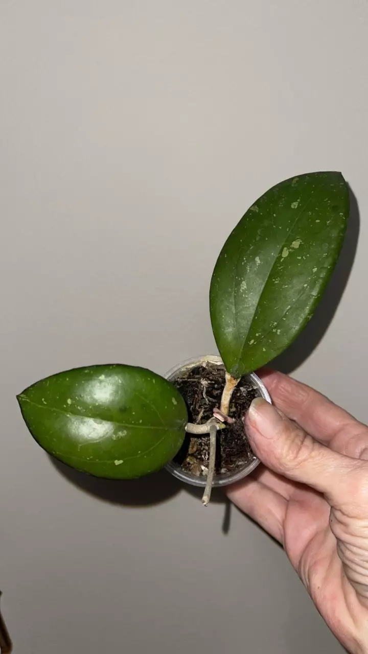 plant/81 Hoya joy-0