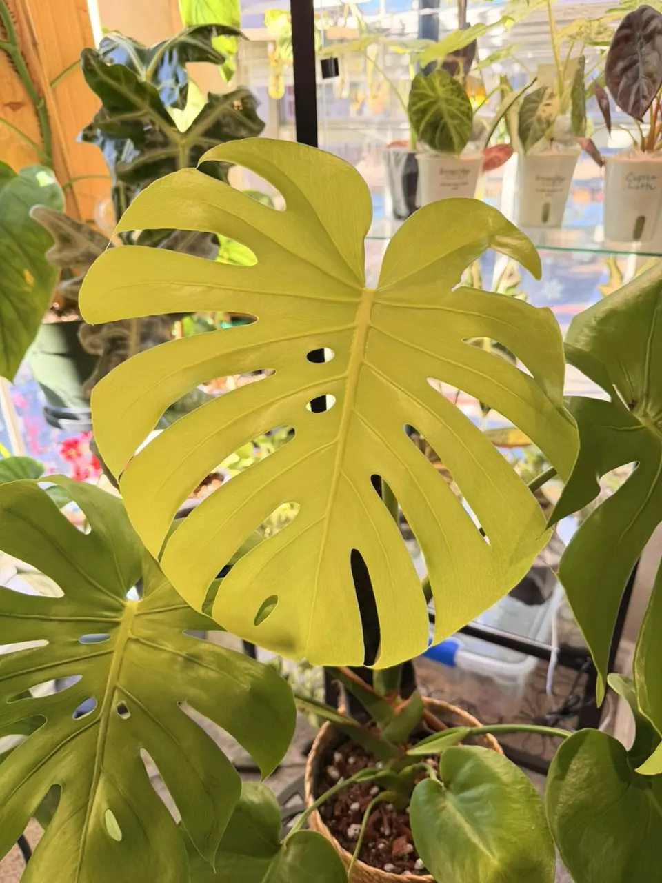 plant/Monstera Lemon Lime-0