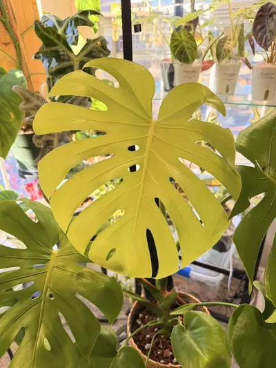 plant/Monstera Lemon Lime-0-thumbnail