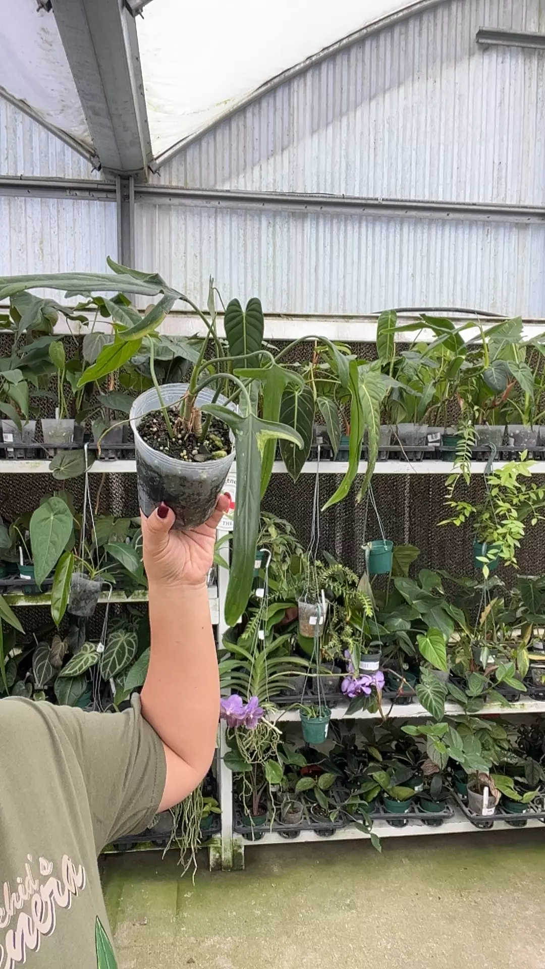 plant/e410 Philo paloraense var-0