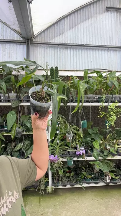 plant/e410 Philo paloraense var-0-thumbnail