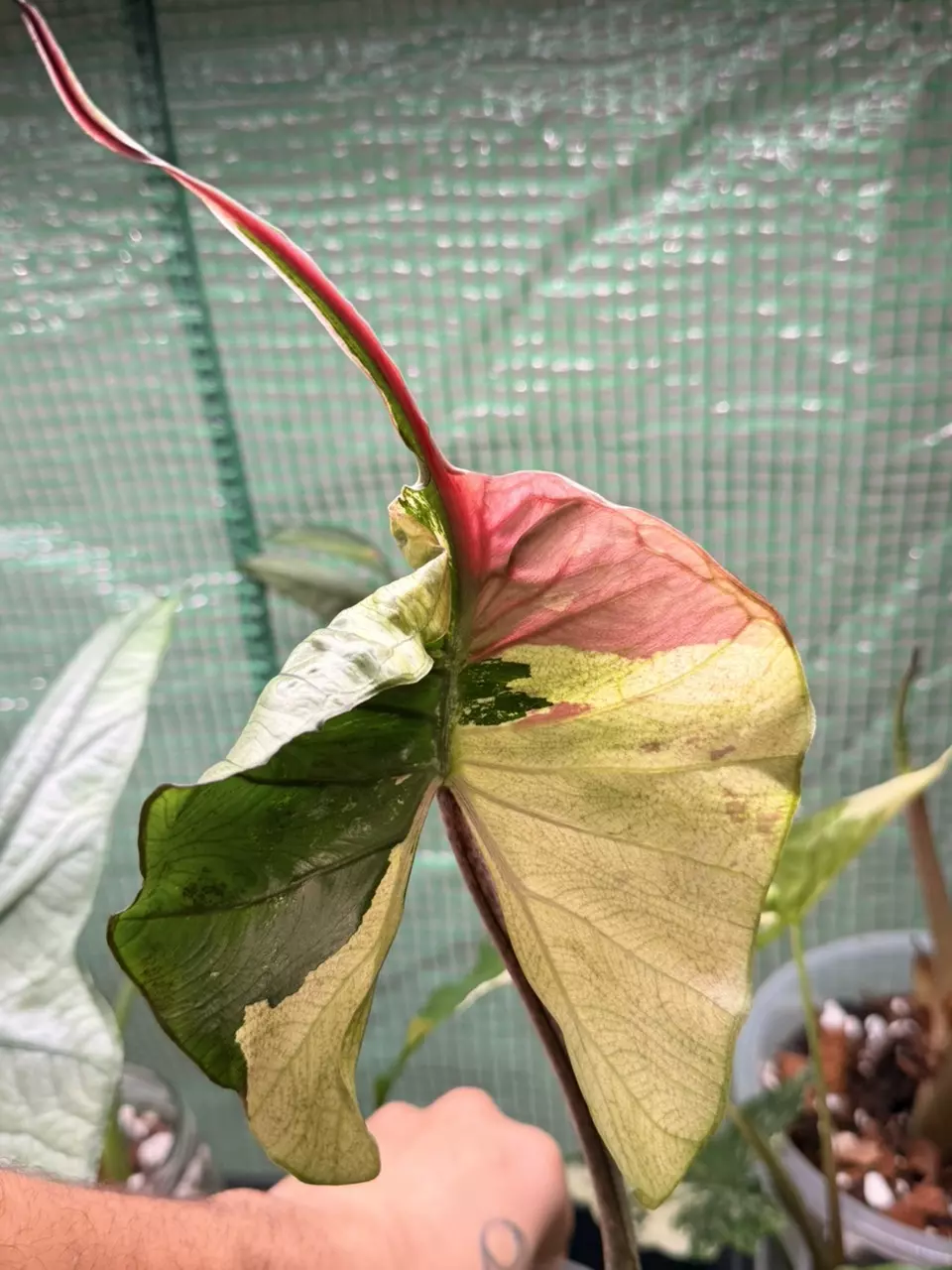 plant/Stingray Pink Albo CORM-0