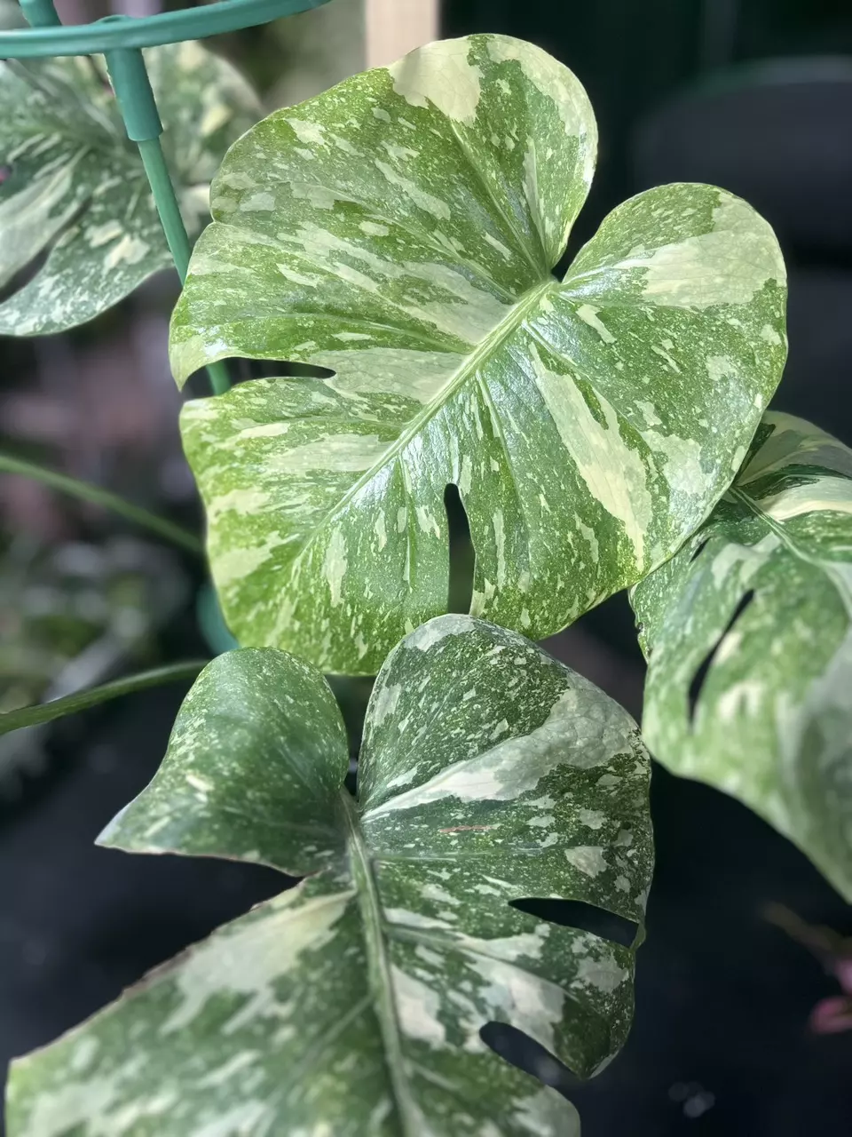 plant/Monstera White Snow-0