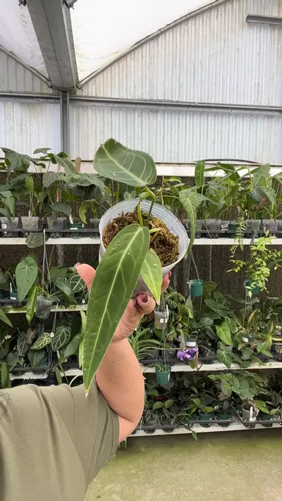 plant/or772 anth warocqueanum-0-thumbnail