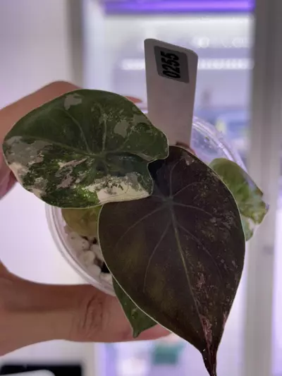 plant/Alocasia Wentii pink #255-1-thumbnail