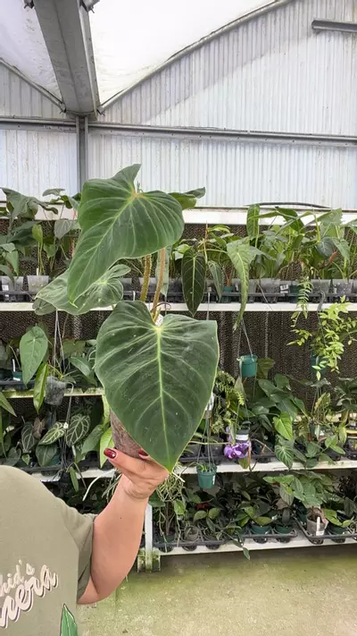 plant/d077 philo verrucosum-0-thumbnail