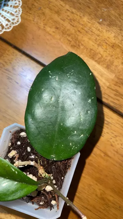 plant/80 Hoya Publicalyx x fungii-1-thumbnail