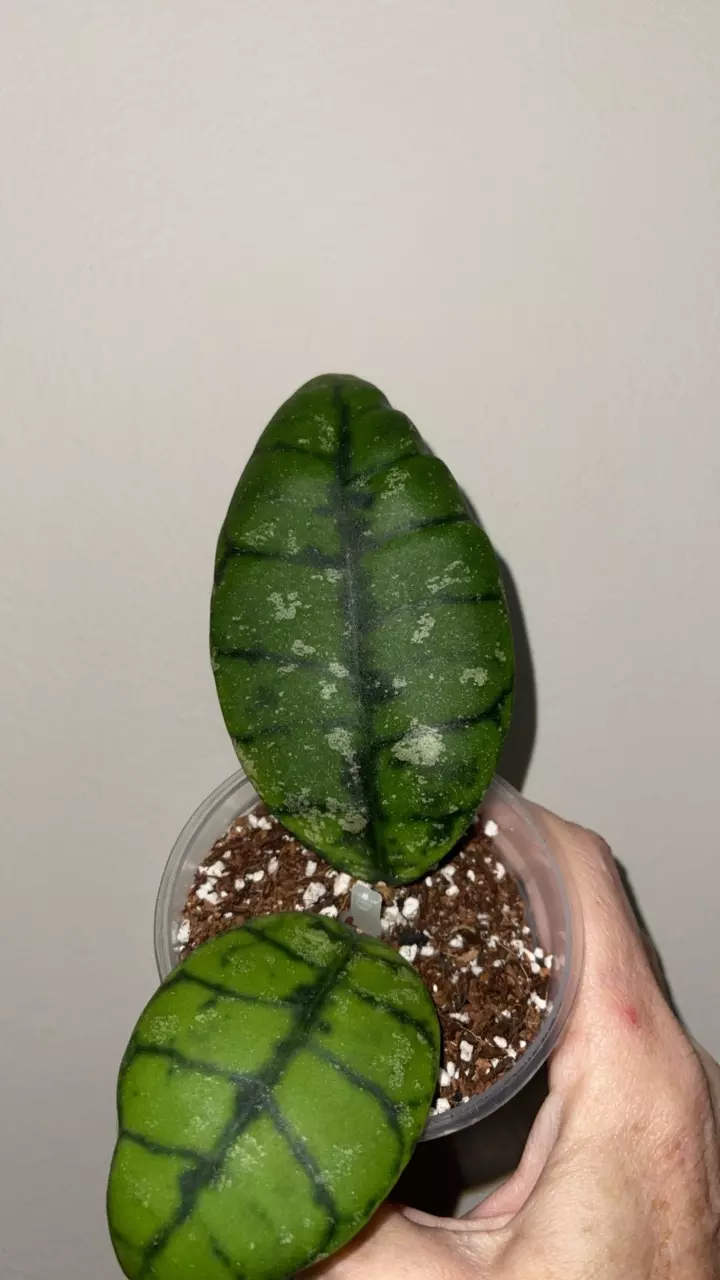 plant/85 Hoya callistophylla Indonesia round leaf-1