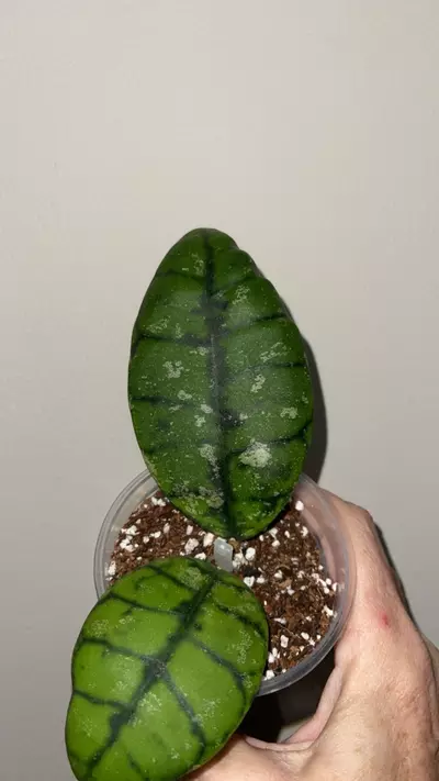 plant/85 Hoya callistophylla Indonesia round leaf-1-thumbnail