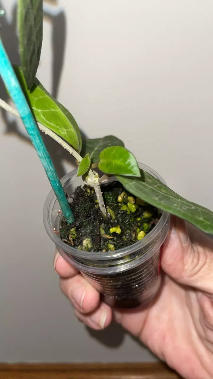 plant/79 Hoya Elliptica-2