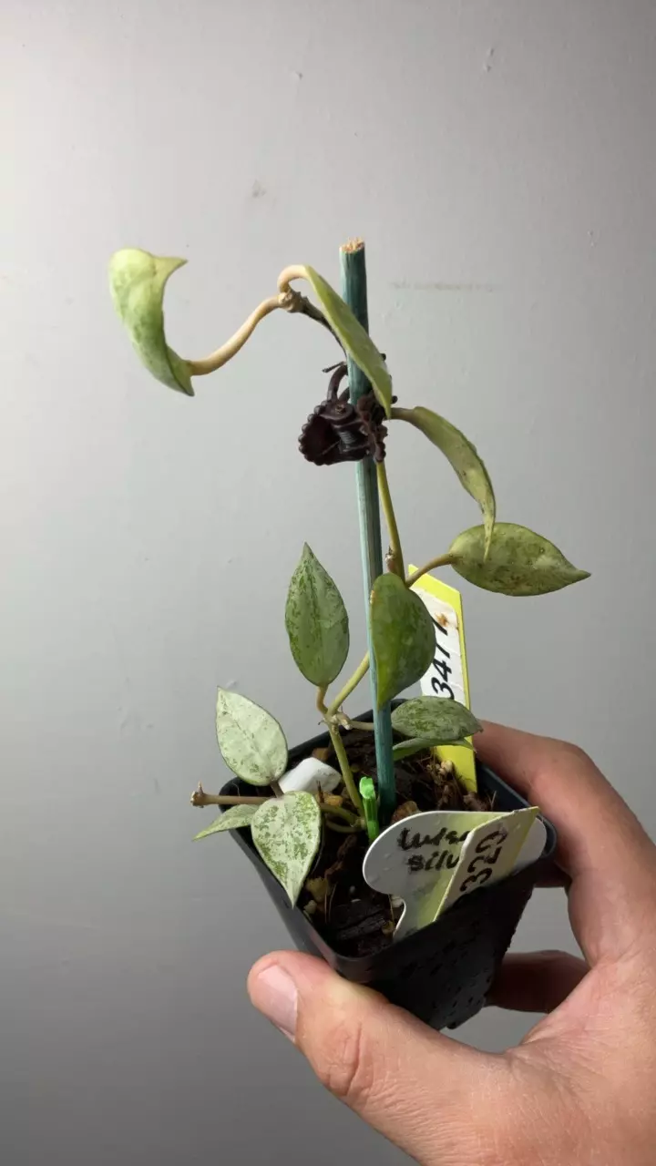 plant/3477 Lac Luisa Silver-0