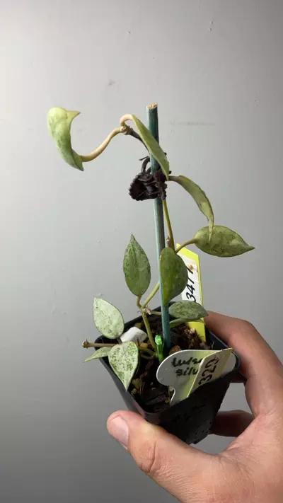 plant/3477 Lac Luisa Silver-0-thumbnail